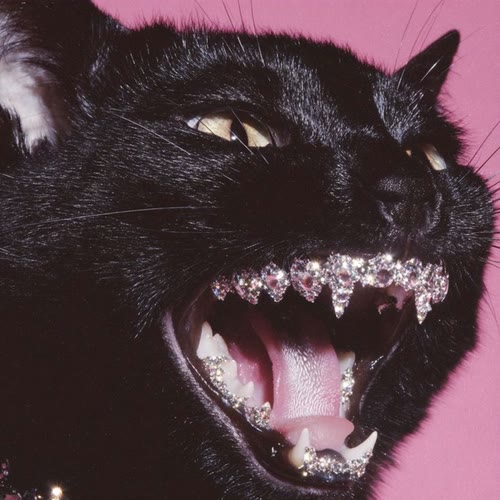 like a feline (open)